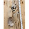 Image 4 : African Mountain Reedbuck Shoulder Mount Taxidermy