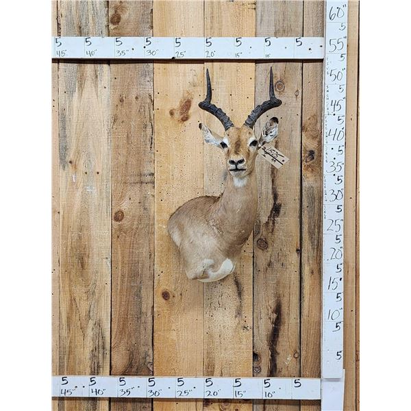 African Impala Wall Pedestal Cutaway Taxidermy Mount