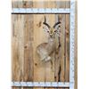 Image 1 : African Impala Wall Pedestal Cutaway Taxidermy Mount
