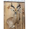 Image 2 : African Impala Wall Pedestal Cutaway Taxidermy Mount
