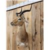 Image 3 : African Impala Wall Pedestal Cutaway Taxidermy Mount