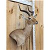Image 4 : African Impala Wall Pedestal Cutaway Taxidermy Mount