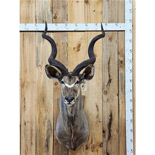 African Kudu Shoulder Mount Taxidermy