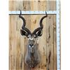 Image 1 : African Kudu Shoulder Mount Taxidermy