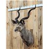 Image 2 : African Kudu Shoulder Mount Taxidermy