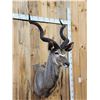 Image 3 : African Kudu Shoulder Mount Taxidermy