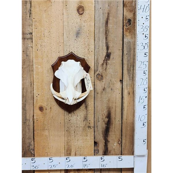 African Warthog Skull On Plaque Taxidermy