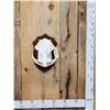 Image 1 : African Warthog Skull On Plaque Taxidermy