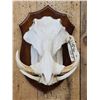 Image 2 : African Warthog Skull On Plaque Taxidermy