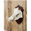 Image 3 : African Warthog Skull On Plaque Taxidermy