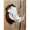 Image 4 : African Warthog Skull On Plaque Taxidermy