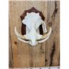 Image 5 : African Warthog Skull On Plaque Taxidermy