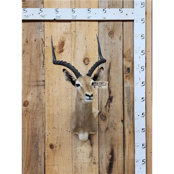 African Impala Shoulder Mount Taxidermy