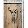 Image 1 : African Impala Shoulder Mount Taxidermy