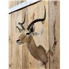 Image 2 : African Impala Shoulder Mount Taxidermy