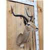 Image 3 : African Impala Shoulder Mount Taxidermy