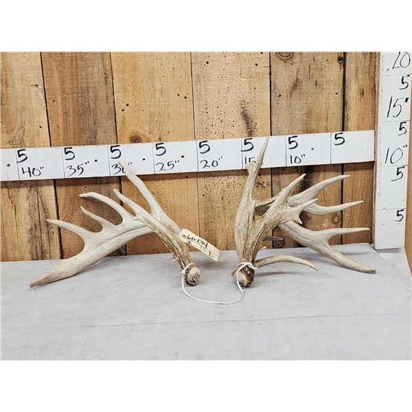Set Of Big Nontypical Whitetail Shed Antlers