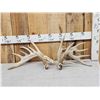 Image 1 : Set Of Big Nontypical Whitetail Shed Antlers