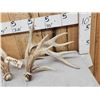 Image 2 : Set Of Big Nontypical Whitetail Shed Antlers