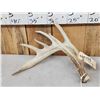 Image 3 : Set Of Big Nontypical Whitetail Shed Antlers
