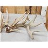 Image 5 : Set Of Big Nontypical Whitetail Shed Antlers