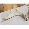 Image 6 : Set Of Big Nontypical Whitetail Shed Antlers
