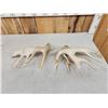 Image 7 : Set Of Big Nontypical Whitetail Shed Antlers