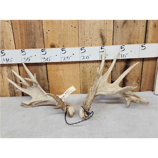 Set Of Heavy Mass Palmated Whitetail Shed Antlers
