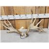 Image 1 : Set Of Heavy Mass Palmated Whitetail Shed Antlers