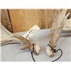 Image 2 : Set Of Heavy Mass Palmated Whitetail Shed Antlers