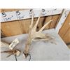Image 3 : Set Of Heavy Mass Palmated Whitetail Shed Antlers