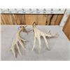 Image 4 : Set Of Heavy Mass Palmated Whitetail Shed Antlers