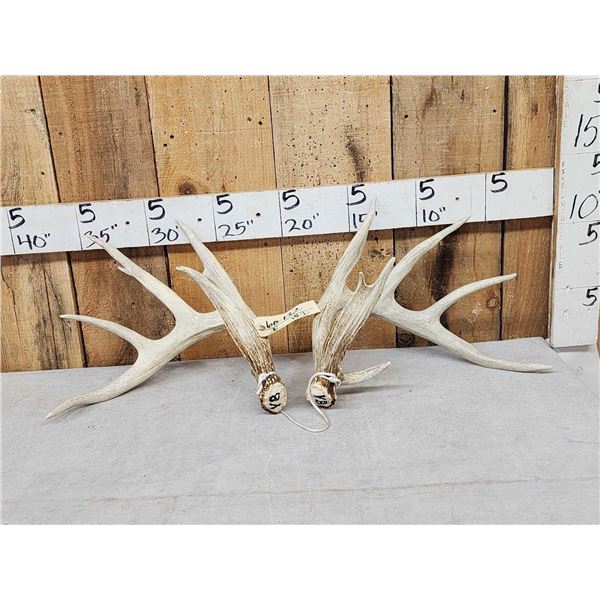 Set Of Main Frame 5x5 Whitetail Shed Antlers