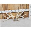 Image 1 : Set Of Main Frame 5x5 Whitetail Shed Antlers