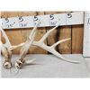 Image 2 : Set Of Main Frame 5x5 Whitetail Shed Antlers