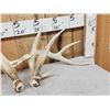 Image 3 : Set Of Main Frame 5x5 Whitetail Shed Antlers