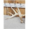 Image 4 : Set Of Main Frame 5x5 Whitetail Shed Antlers