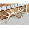 Image 5 : Set Of Main Frame 5x5 Whitetail Shed Antlers