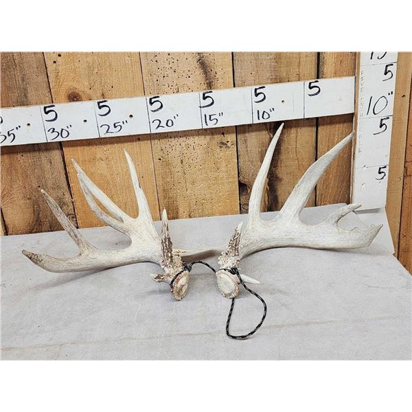 Set Of Main Frame 5x5 Whitetail Shed Antlers