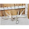 Image 1 : Set Of Main Frame 5x5 Whitetail Shed Antlers