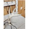 Image 2 : Set Of Main Frame 5x5 Whitetail Shed Antlers