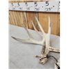 Image 3 : Set Of Main Frame 5x5 Whitetail Shed Antlers