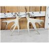 Image 4 : Set Of Main Frame 5x5 Whitetail Shed Antlers