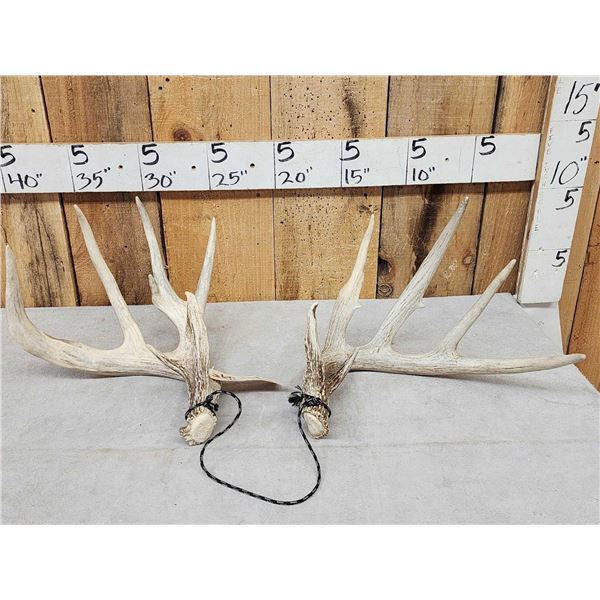 Set Of Main Frame 4x5 Whitetail Shed Antlers