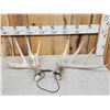 Image 1 : Set Of Main Frame 4x5 Whitetail Shed Antlers