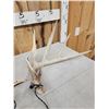 Image 2 : Set Of Main Frame 4x5 Whitetail Shed Antlers