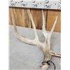 Image 3 : Set Of Main Frame 4x5 Whitetail Shed Antlers