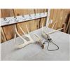 Image 4 : Set Of Main Frame 4x5 Whitetail Shed Antlers