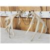 Image 6 : Set Of Main Frame 4x5 Whitetail Shed Antlers