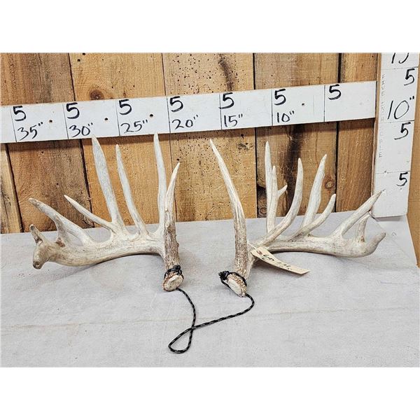 Big Set Of Nontypical Whitetail Shed Antlers